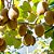 KIWI PLANTA MACHO E FÊMEA (Actinidia deliciosa) - Mudas com até 1,20m - Imagem 1