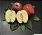 MAÇÃ EVA (Malus domestica) - Muda com 1,20m enxertada - Imagem 1
