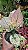 Aglaonema Rosy - P12 - Imagem 3
