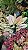 Aglaonema Rosy - P12 - Imagem 4