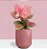 Aglaonema Rosy - P12 - Imagem 2