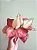 Aglaonema Rosy - P12 - Imagem 1