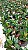 Ficus Chloe - Pote 17 - Imagem 4