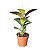 Ficus Chloe - P17 - Imagem 2