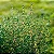 TOMILHO (Thymus vulgaris) - Imagem 1