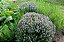 TOMILHO (Thymus vulgaris) - Imagem 2
