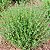 TOMILHO (Thymus vulgaris) - Imagem 3