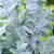 EUCALIPTO PRATEADO GUNNII (Eucalyptus gunnii) - Imagem 1