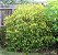 RESEDÁ AMARELO ou TRIALIS (Galphimia glauca) – Muda com até 60 cm - Imagem 3