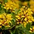 RESEDÁ AMARELO ou TRIALIS (Galphimia glauca) – Muda com até 60 cm - Imagem 1