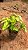 RABO DE CUTIA (Stifftia chysantha) - Muda - Imagem 6