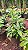 RABO DE CUTIA (Stifftia chysantha) - Muda - Imagem 7