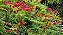 CALIANDRA VERMELHA (Calliandra haematocephala) - Muda com até 60 cm - Imagem 2