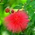 CALIANDRA VERMELHA (Calliandra haematocephala) - Muda com até 60 cm - Imagem 3