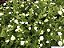 MUSSAENDA AMARELA (Mussaenda (incana) luteola) - Muda com até 60 cm - Imagem 3