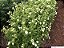 MUSSAENDA AMARELA (Mussaenda (incana) luteola) - Muda com até 60 cm - Imagem 4