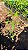 SAPOTA PRETA (Diospyros nigra) - Muda com até 80 cm - Imagem 4