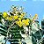ACÁCIA MIMOSA (Acacia podalyriifolia) - Muda com até 1 metro - Imagem 7
