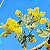 ACÁCIA MIMOSA (Acacia podalyriifolia) - Muda com até 1 metro - Imagem 1