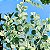 ACÁCIA MIMOSA (Acacia podalyriifolia) - Muda com até 1 metro - Imagem 2