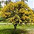 ACÁCIA MIMOSA (Acacia podalyriifolia) - Muda com até 1 metro - Imagem 3