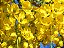 CHUVA DE OURO ou ACÁCIA IMPERIAL (Cassia fistula.) - Muda com até 1 metro - Imagem 1