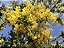 CHUVA DE OURO ou ACÁCIA IMPERIAL (Cassia fistula.) - Muda com até 1 metro - Imagem 4