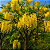 CHUVA DE OURO ou CÁSSIA IMPERIAL (Cassia fistula) - Muda com até 1 metro - Imagem 2