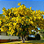 CHUVA DE OURO ou CÁSSIA IMPERIAL (Cassia fistula) - Muda com até 1 metro - Imagem 1