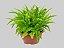 SAMAMBAIA HAVAIANA (Nephrolepis exaltata cv.) - C11 - Imagem 1