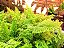 SAMAMBAIA HAVAIANA (Nephrolepis exaltata cv.) - C11 - Imagem 2