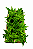 SAMAMBAIA HAVAIANA (Nephrolepis exaltata cv.) - C11 - Imagem 3