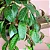 COLUMÉIA MÁRMORE (Aeschynanthus marmoratus) - C21 - Imagem 1