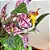 COLUMÉIA MÁRMORE (Aeschynanthus marmoratus) - C21 - Imagem 2