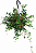COLUMÉIA MÁRMORE (Aeschynanthus marmoratus) - C21 - Imagem 3