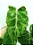 Philodendron Gloriosum Variegata - P14 - Imagem 1