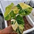 Philodendron Gloriosum Variegata - P14 - Imagem 3