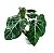 Philodendron Gloriosum Variegata - P14 - Imagem 2