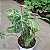 Philodendron Gloriosum Variegata - P17 - Imagem 3
