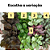 TAPETE DE RAINHA ou EPISCIA (Episcia cupreata) - Cuia 13 - Imagem 7