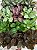 TAPETE DE RAINHA ou EPISCIA (Episcia cupreata) - Cuia 13 - Imagem 3