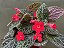 PLANTA TAPETE DE RAINHA (Episcia cupreata) - Imagem 1