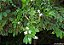 JASMIM DOS AÇORES (Jasminum azoricum) - Muda com até 1 metro - Imagem 2
