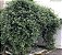 JASMIM DOS AÇORES (Jasminum azoricum) - Muda com até 1 metro - Imagem 4