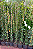JASMIM DOS AÇORES (Jasminum azoricum) - Muda com até 1 metro - Imagem 3