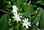 JASMIM DOS AÇORES (Jasminum azoricum) - Muda com até 1 metro - Imagem 1