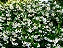 JASMIM ESTRELA (Jasminum nitidum) - Muda com até 60 cm - Imagem 3