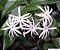 JASMIM ESTRELA (Jasminum nitidum) - Muda com até 80 cm - Imagem 1