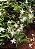JASMIM ESTRELA (Jasminum nitidum) - Muda com até 80 cm - Imagem 2