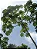 EMBAÚBA (Cecropia hololeuca) - Muda com até 1 metro - Imagem 2